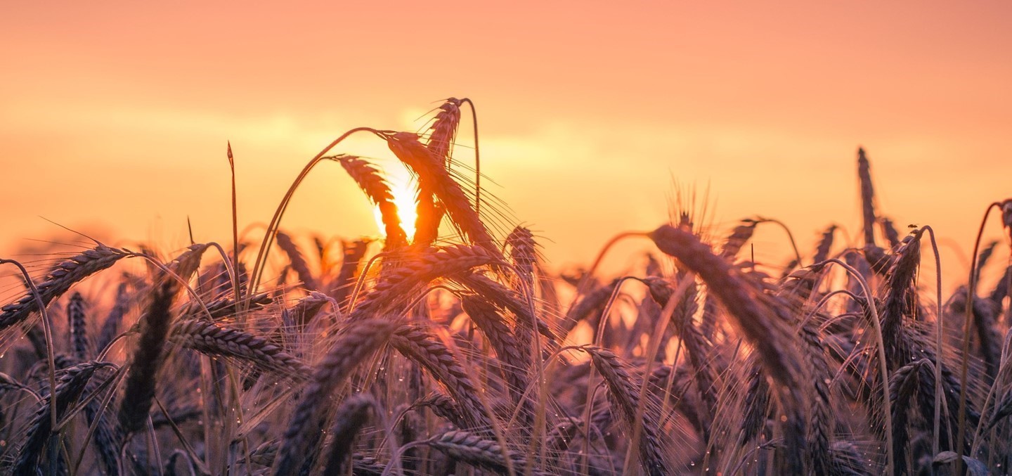 Sun shining through grain